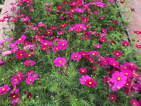 遵义花草租赁-风景树收购